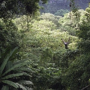 forest-300.jpg