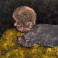 Vojta Pavlíček — Newborn